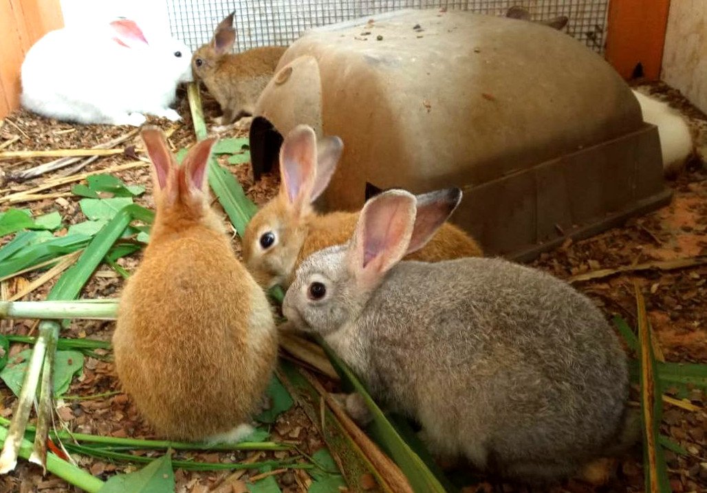 Rabbits on the organic farm in Dominica